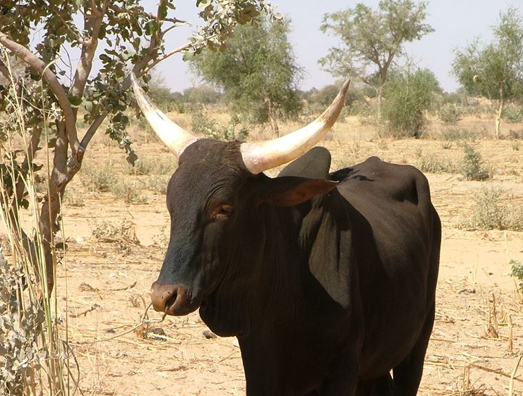 Vache du sahel