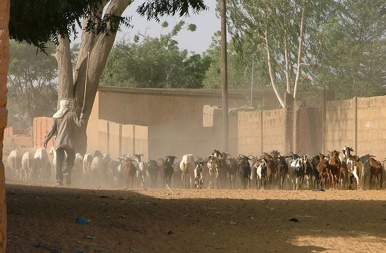 Photo d'une peuls avec les chèvres avant le drame