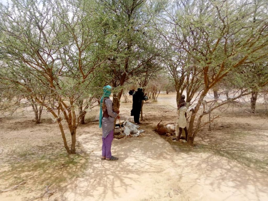 Photo de peuls ramassant les corps des chèvres