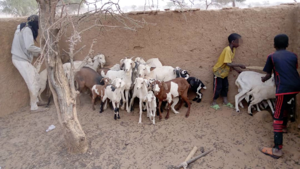 Photo de peuls avec les chèvres avant la catastrophe