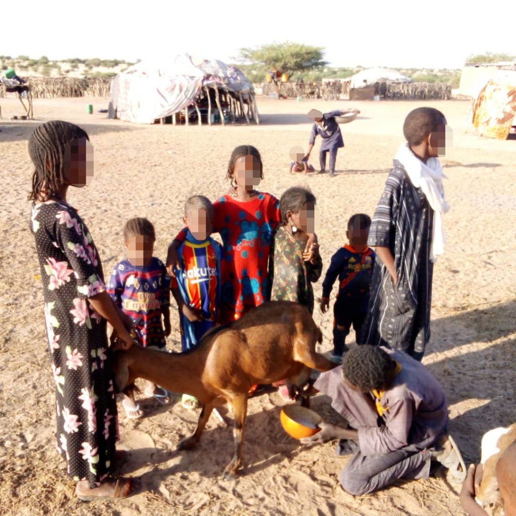 traite d'une chèvre par les enfants du village